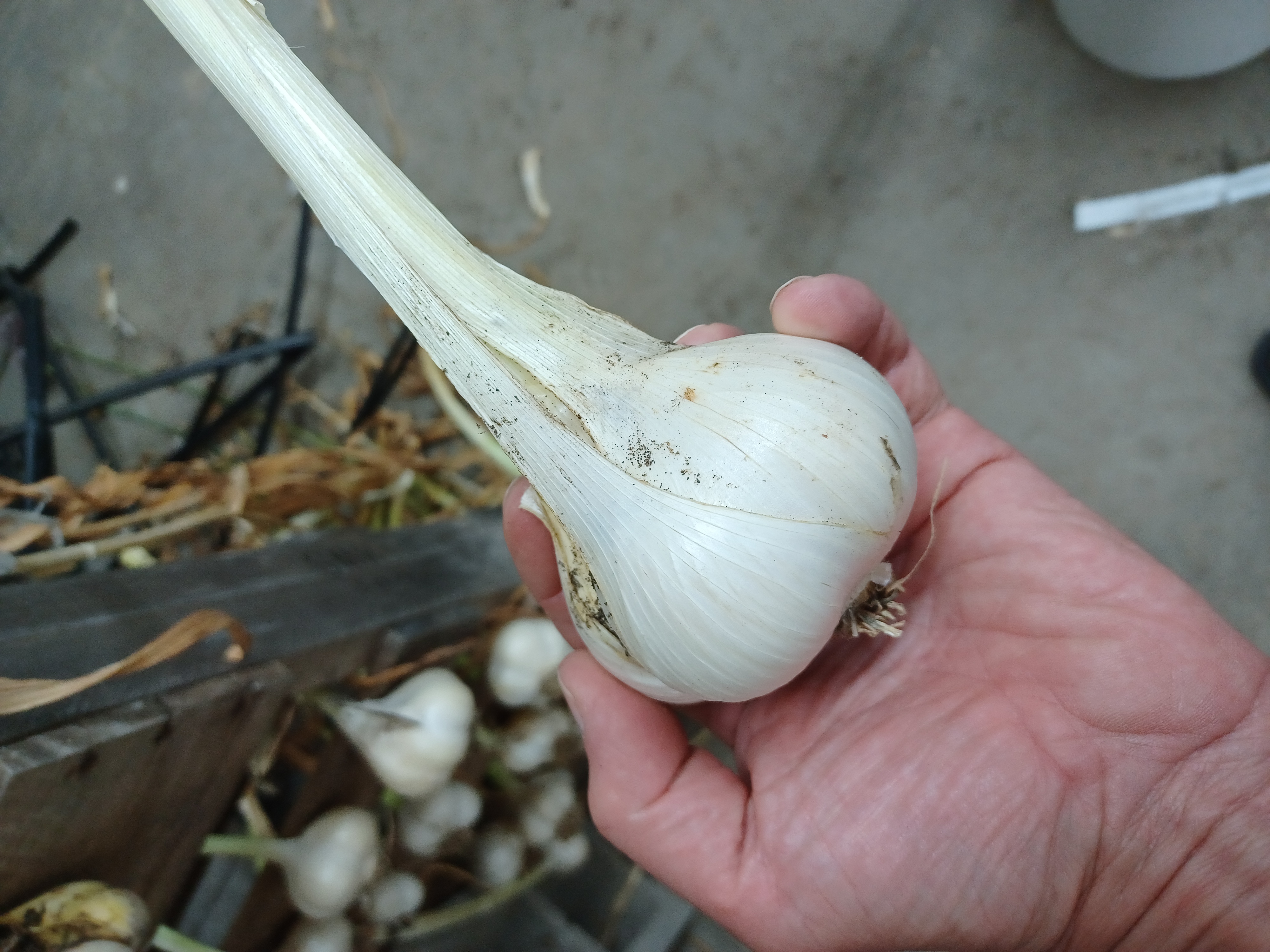 Elephant garlic bulb.