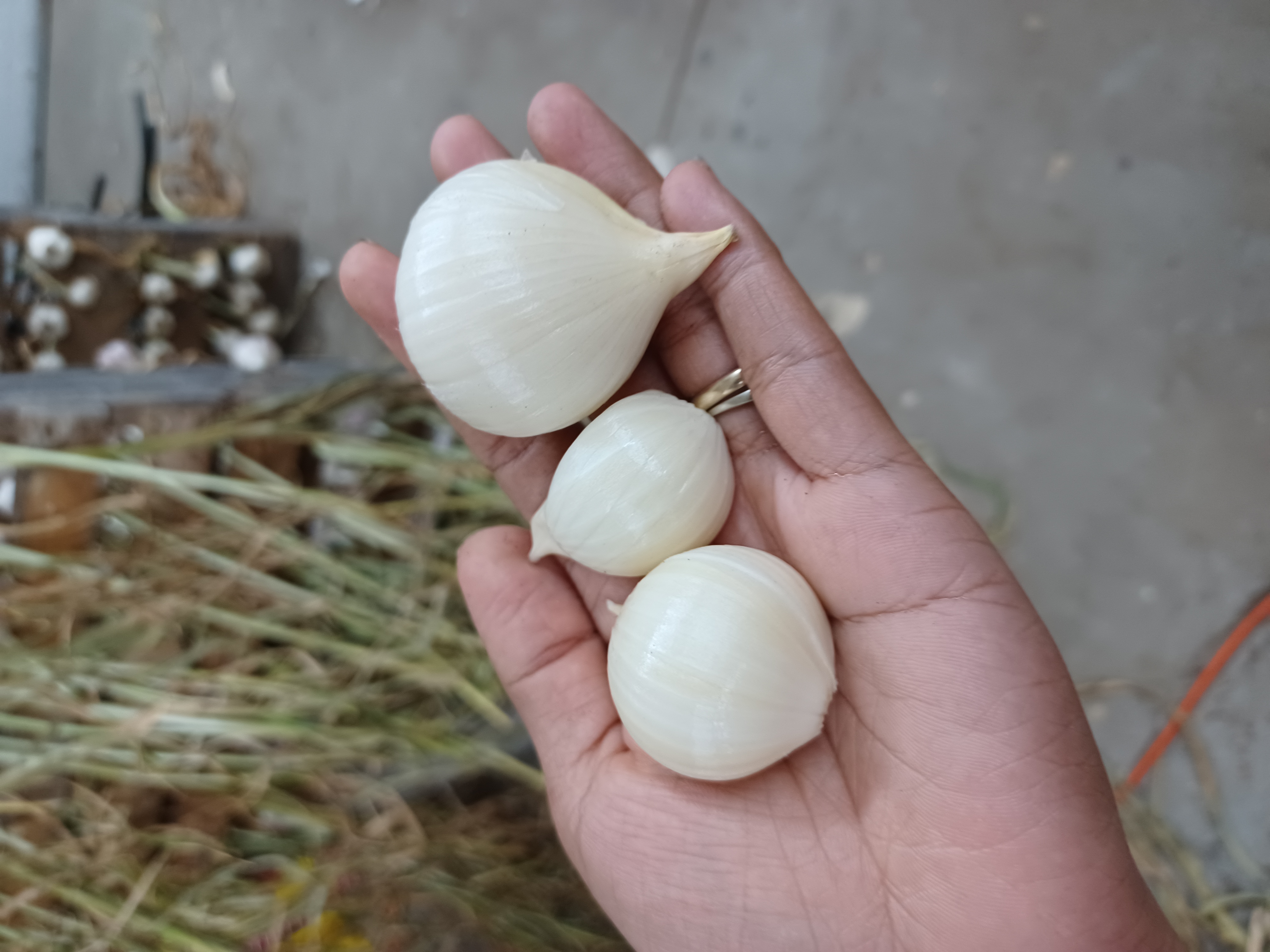 Elephant garlic cloves.