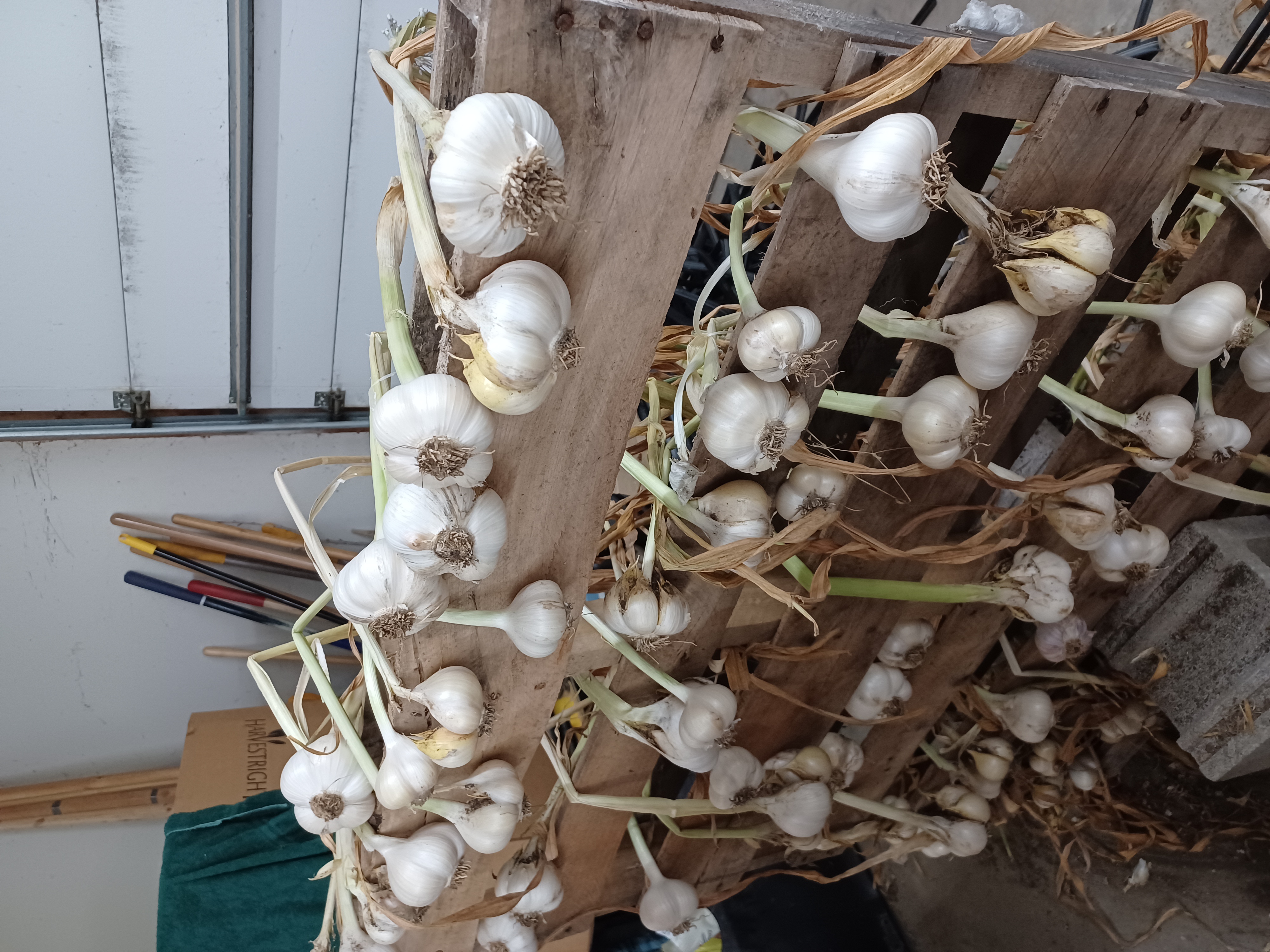 Curing garlic bulbs.