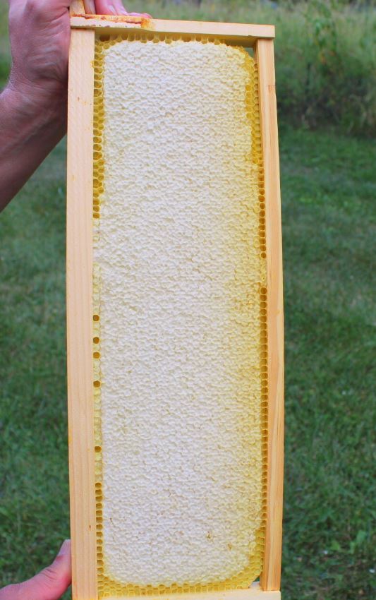 Frame of Honey
