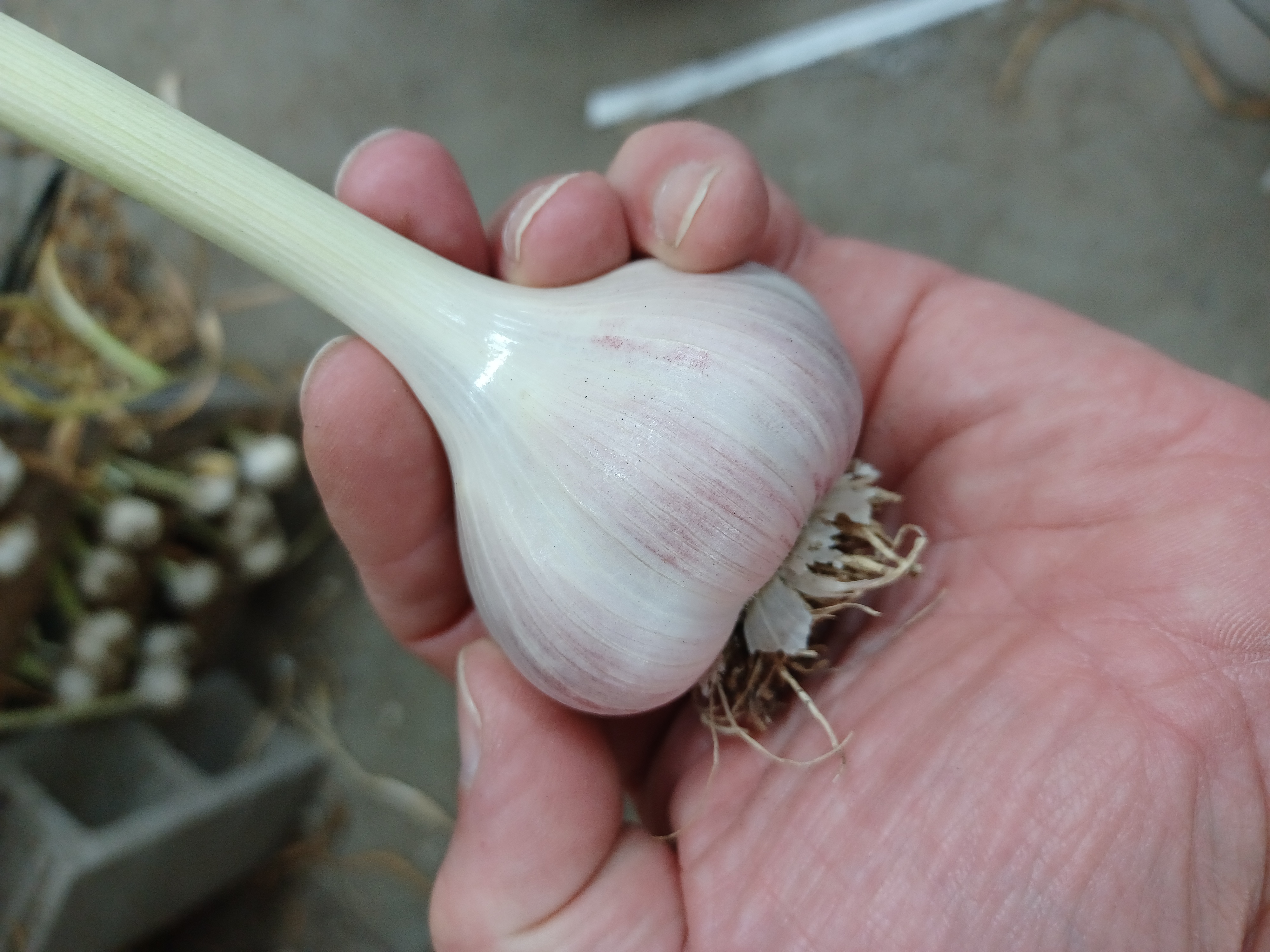 Music garlic bulb.