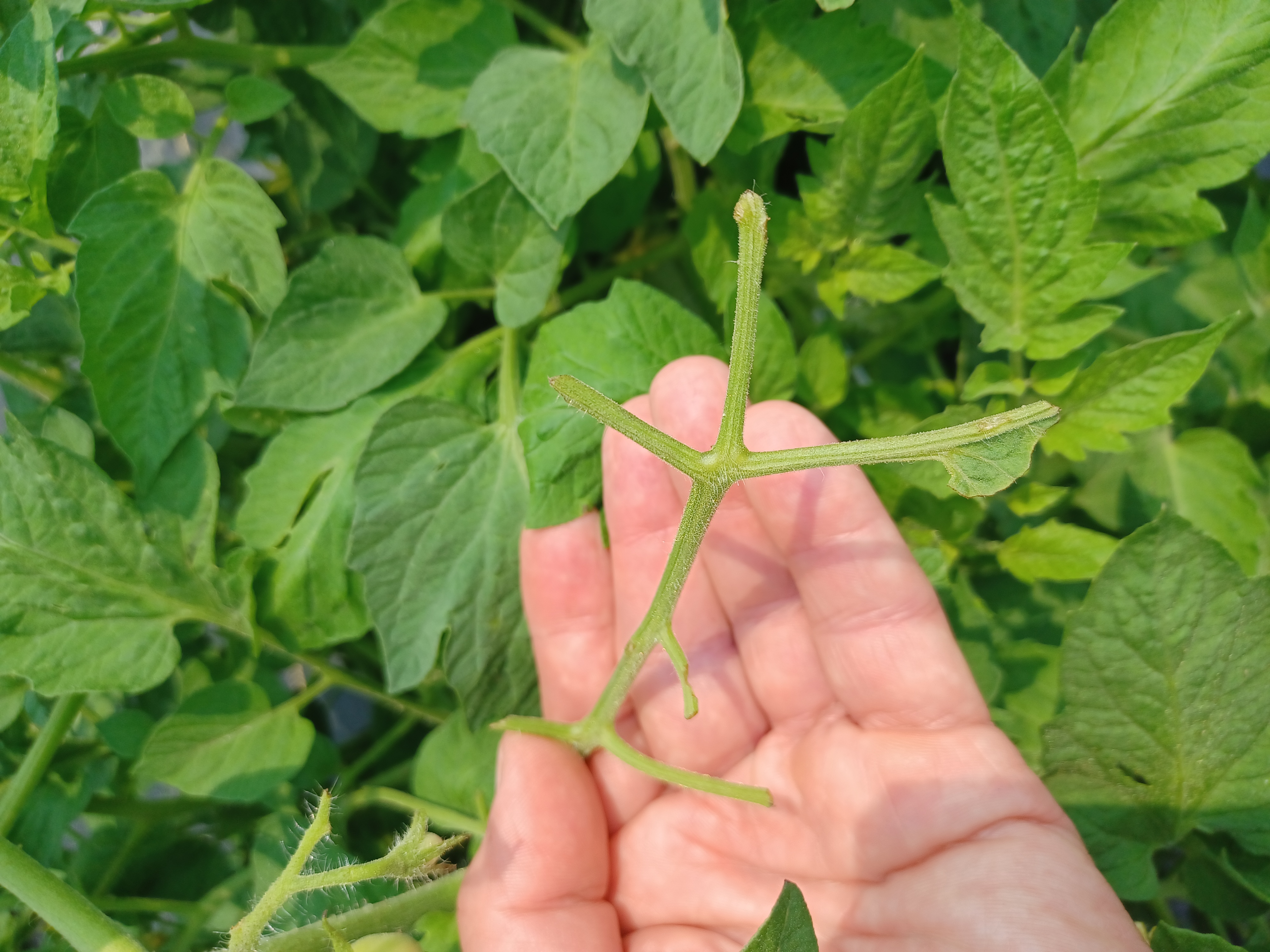 Damage to tomato plant.