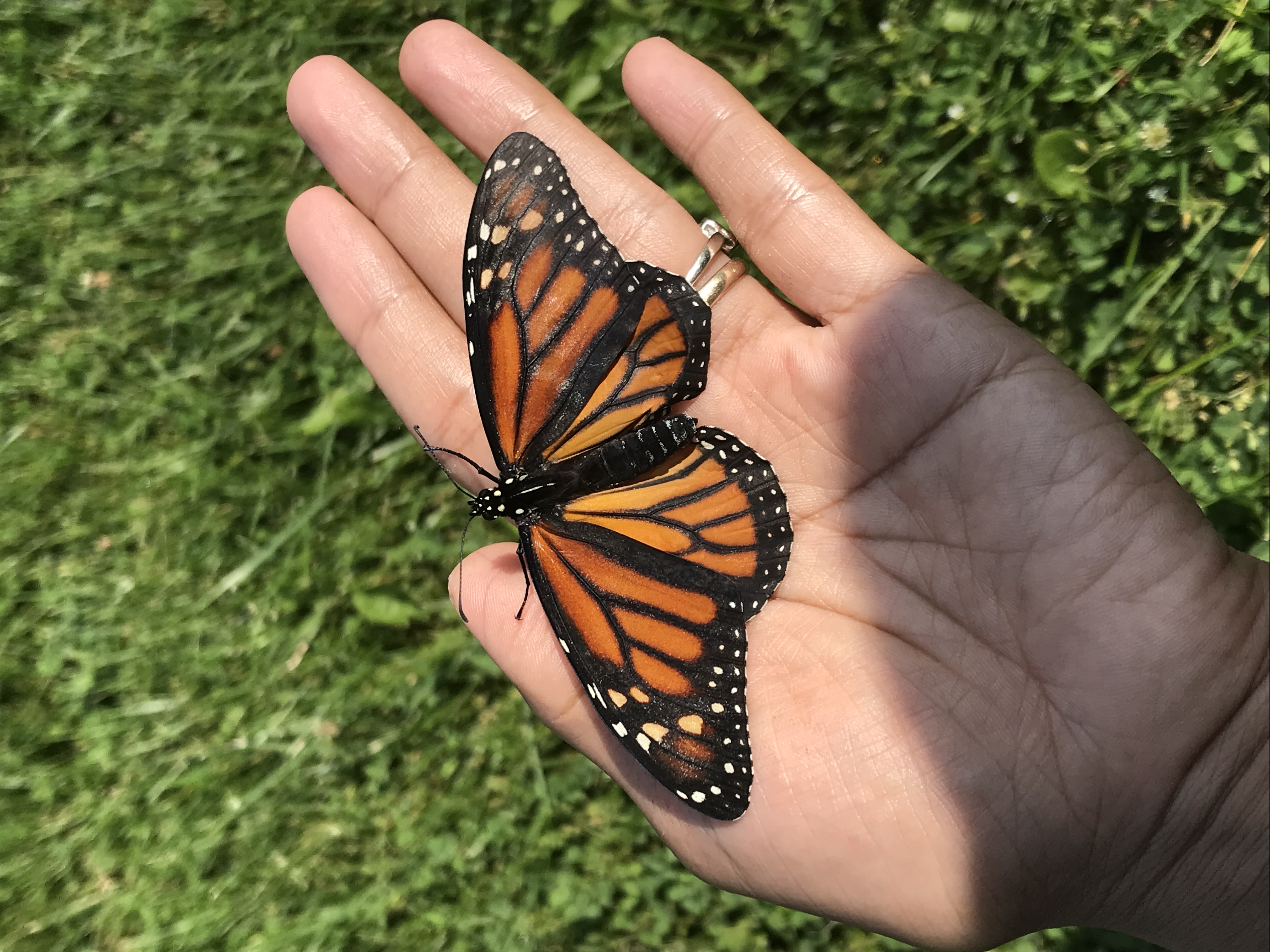 Monarch Butterfly About to Take Flight