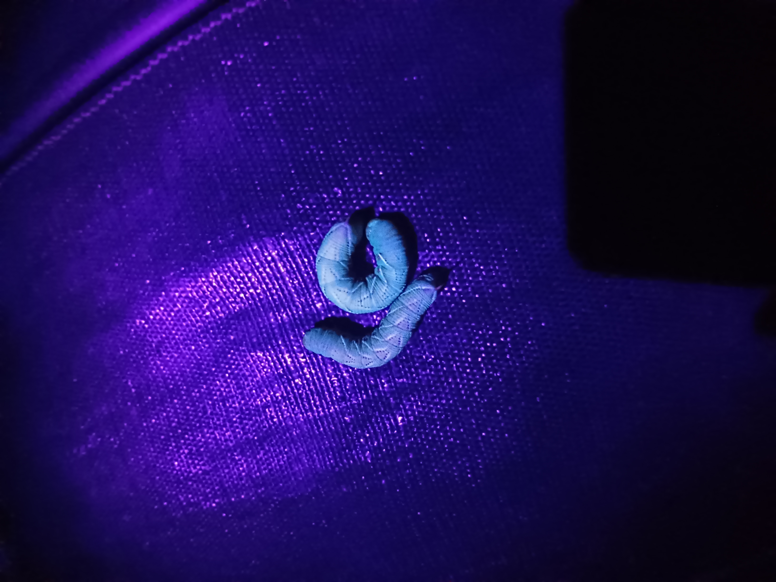 First a look at the worms under black light on weed barrier